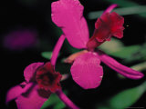 Magenta Orchid  Fiji