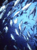 Big Eye Jack  Cocos Island  Costa Rica
