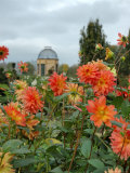 Asters and Dovecote in Gardens of Chateau de Cormatin  Burgundy  France