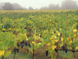 Vineyard at Harvest Time in Fog  Tuscany  Italy