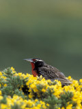 Long Tailed Meadowlark Forages for Food on Gorst Bushes  West Point Island  Falklands