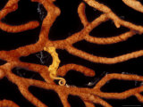 Pigmy Seahorse on Gorgonian  Papua New Guinea