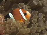 Clark's Anemonefish and Bulb Tentacled Sea Anemone