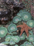 Giant Green Anemones and Ochre Sea Stars  Oregon  USA