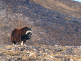 Musk Ox  Wrangel Island  Russia's Far East