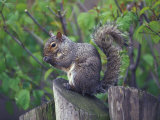Grey Squirrel on Fencepost