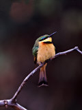 Little Bee-Eater  Kenya