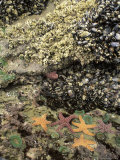 Mussels  Gooseneck Barnacles  Pisaster Sea Stars and Green Anemones on the Oregon Coast  USA