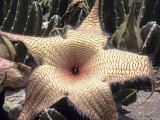 Stapelia  Madagascar