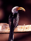 Eastern Yellow-Billed Hornbill  Africa
