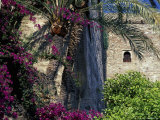 Plams  Flowers and Ramparts of Alcazaba  Malaga  Spain