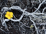 Yellow Poppy  Kamchatka  Russia