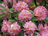 Rhododendron Garden  Portland  Oregon  USA