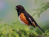 Male Rufous-Sided Towhee