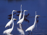 Great Egrets Fishing with Tricolored Herons in the Background