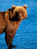 Brown Bear in Katmai National Park  Alaska  USA