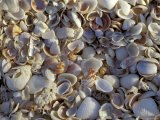 Ft Myers Beach  Lovers Key SRA  Florida  USA