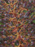 Bromeliad  Maui  Hawaii  USA