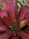Bromeliad in Machu Picchu  Peru