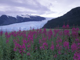 Fireweed in Aialik Glacier  Kenai Fjords National Park  Alaska  USA