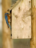 Male Eastern Bluebird on Bird Box  Florida  USA