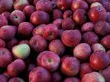 Harvested Apples at the Nicewicz Farm  Nashoba Valley  Massachusetts  USA