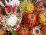 Protia Flower Design  Maui  Hawaii  USA