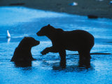 Brown Bear Silhouette in Katmai National Park  Alaska  USA