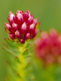 Rose Crown Flower near Independence Pass  Colorado  USA