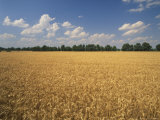Wheat Crop  Lexington  Kentucky  USA
