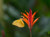 Cloudless Sulphur on Red Plant  Panama