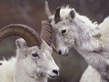 Dahl Rams in Denali National Park  Alaska  USA