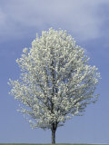 Bradford Pear in Full Bloom  Louisville  Kentucky  USA