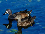Blue-Winged Teals  Sanibel Island  Ding Darling National Wildlife Refuge  Florida  USA