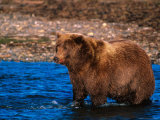 Brown Bear Fishing in Katmai National Park  Alaska  USA
