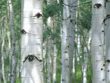 Aspen Grove  Colorado  USA