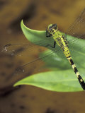 Green Clearwing on Twig  Key West Lighthouse  Florida  USA