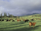 Cows Grazing in Lush Fields  Hana  Maui  Hawaii  USA