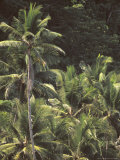 Palms on Cocos Island  Costa Rica