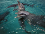 Bottle-Nosed Dolphins  Panama