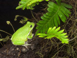 Barking Treefrog on Limb with Resurrection Fern  Florida  USA
