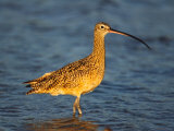 Long-Billed Curlew  Florida  USA
