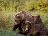 Female Brown Bear and Cubs in Grasses of Naknek Lake in Katmai National Park  Alaska  USA