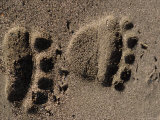 Brown Bear Tracks in Katmai National Park  Alaska  USA