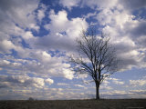 Single Tree and Clouds  Shelby County  Kentucky  USA
