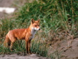 Red Fox  Alaska Peninsula  Alaska  USA