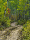 Autumn Colors and Road in Kebler Pass  Colorado  USA