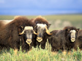 Muskoxen Browse on Willow Shrubs  Arctic National Wildlife Refuge  Alaska  USA