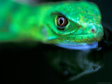 Baby Green Iguana  Barro Colorado Island  Panama