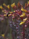 Bee Polinating Rock Echeveria  Superstition Mountain Wilderness Area  Arizona  USA